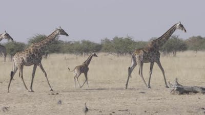 Family of Giraffe Walking in Line.