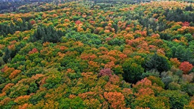 Amazing autumn in the forest. Aerial view of wildlife..