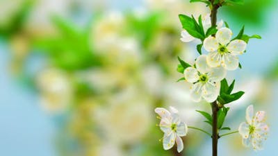 Wild Plum Flower Blossom on Blue .