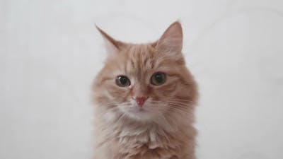 Cute Ginger Cat Looks Attentively in Camera. Fluffy Pet on White Background..