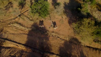 Zebras Casting Shadows On African Savanna Safari Reserve Trail, Aerial.