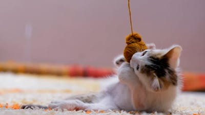 Kitten Playing.