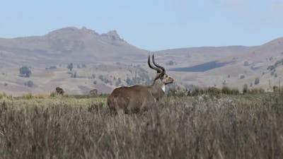 Mountain nyala, Ethiopia, Africa wildlife.