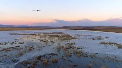 Flight At Sunrise Together With Birds.