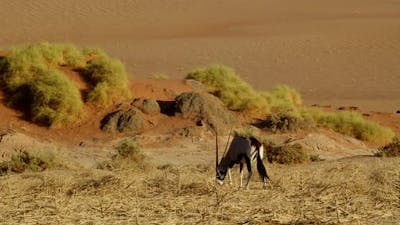 Big wild antelope is eating grass in the middle of Namib desert, wildlife, 4k.