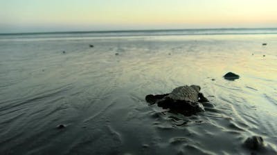 Atlantic Ridley Sea Baby Turtle Crossing the Beach.