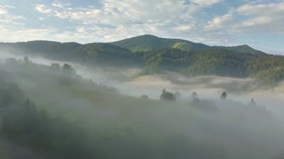 Foggy Forest.