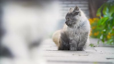 Kittens in the Backyard.