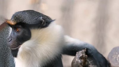 Diana Monkey Observes Surroundings in Animal Fauna Park Zoo.