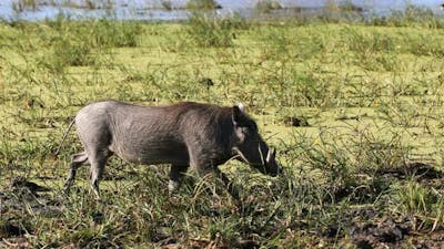 Warthog in Moremi, Botswana Africa safari wildlife.