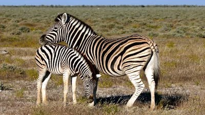 Zebra with calf Etosha, Namibia, Africa safari wildlife.