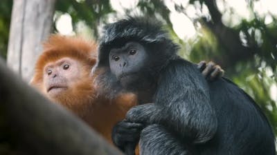 Family of Javan Surili Monkeys Resting on Trees.