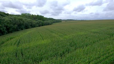 Corn Field That Border with Forest Flight Over the Tops of Corn Stalks Excellent Growth Good Corn.