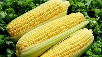 Corn Ears in Green.