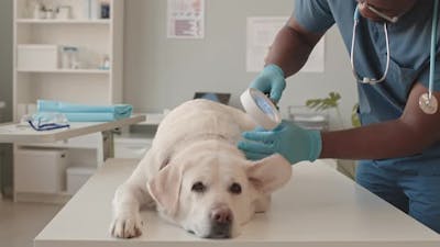 Vet Examining Dogs Ear.