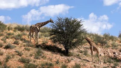 cute Giraffes, South Africa wildlife.