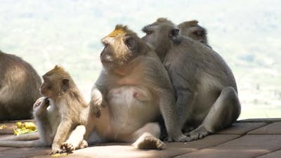 Monkeys in the Forest in Bali.