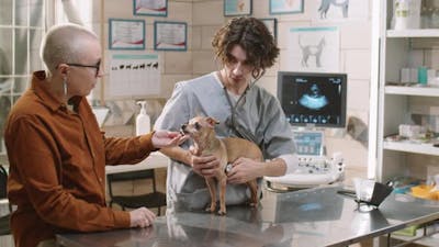 Veterinarian Giving Checkup to Dog in Clinic.