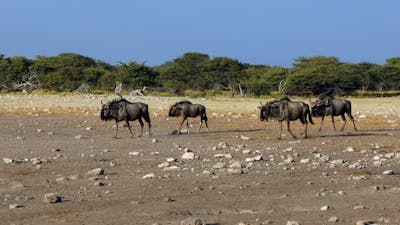  Blue Wildebeest Gnu in Namibia Africa wildlife safari.