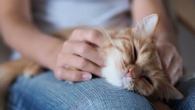 Cute Ginger Cat Sleeping on Knees. Fluffy Pet Dozing , Woman in Torn Jeans Strokes Her Pet. Cozy.