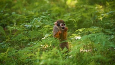 Common Squirrel Monkey Standing and Eating.