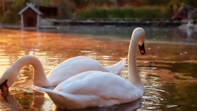 White Swans Swim Searching Food in Lake Water at Sunset.