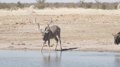 Animals at Waterhole.