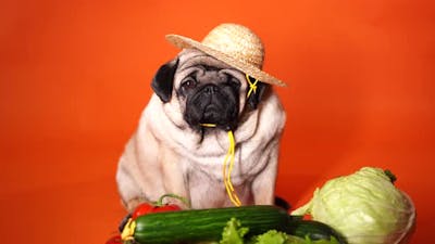 Pug Farmer with Organic Vegetables.