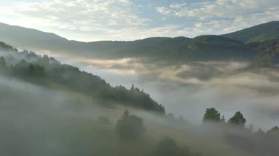 Misty Forest.