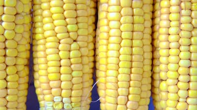 Detail Shot of Sweet Corns on Table.