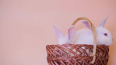 Easter Bunny and Easter Eggs on Green Grass.