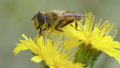 Hoverfly On Yellow Flower.