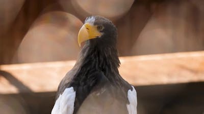 Close Up Portrait Shot of Bald Eagle Hunter Bird.