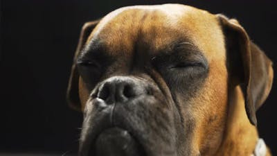 A Dog boxer face In Studio With Black Background.