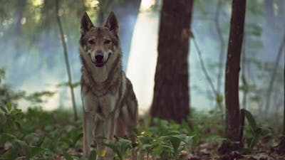 Dangerous and Wild Animal Wolf in the Forest.