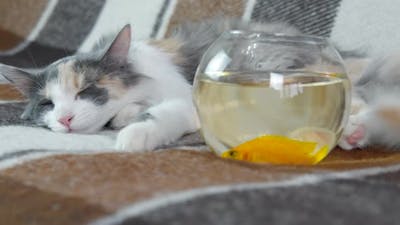 Domestic Cat with Fish.