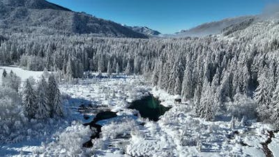 Winter morning in nature.