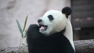 The Young Panda Eats, the Animal Eats the Green Shoots of Bamboo..