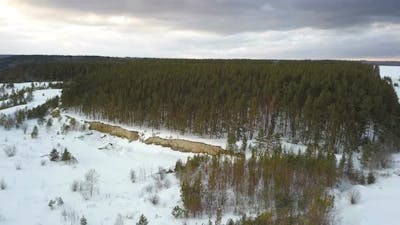 Winter Forest.