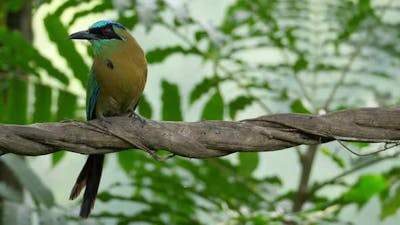 Colorful Motmot Bird in its Natural Habitat in the Forest Woodland.