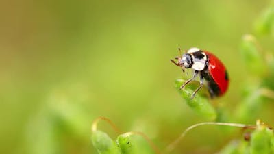 Close-up Wildlife of a Ladybug in the Green Grass in the Forest.