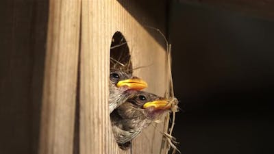 House sparrows .Parents giving food to young birds.