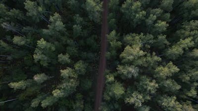 Forest Dirt Road.