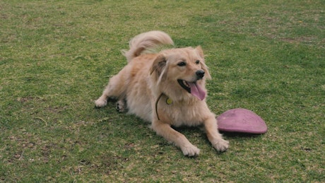 A dog resting on the grass next to a dog toy.