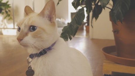 A white cat sits in front of a white wall.