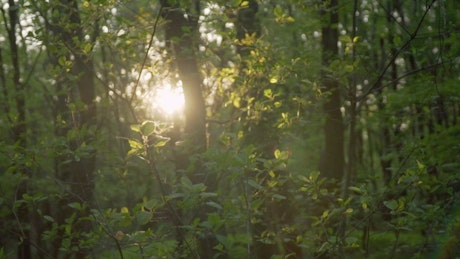 Abundant trees in a jungle.