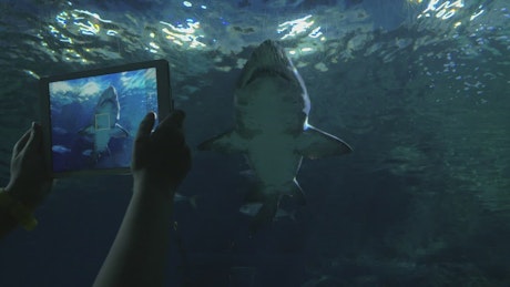 Aquarium filled with sharks.