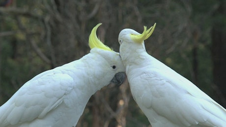 Big white birds caressing each other.