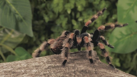 Black and orange tarantula walking, closeup.