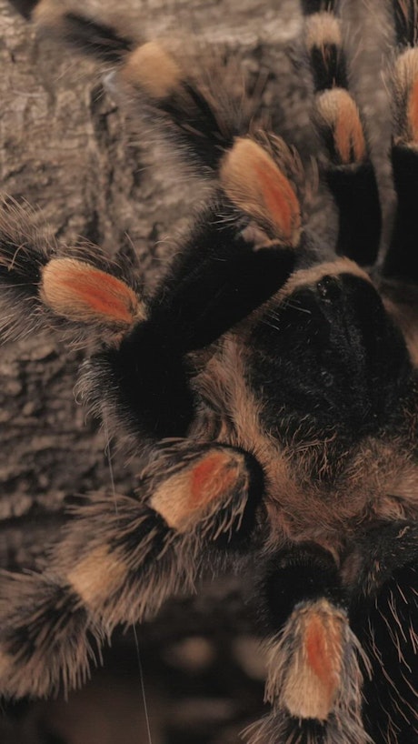 Black and orange tarantula walking, vertical shot.